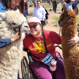 Who to pet first, the white or brown alpaca.