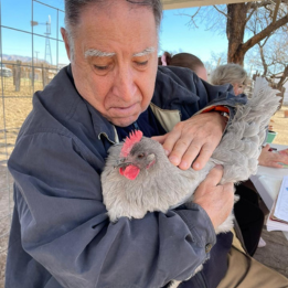 An older gentleman petting a chicken, or rooster?