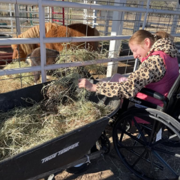 A young lady in a wheelchair feeding the horses with fresh hay.